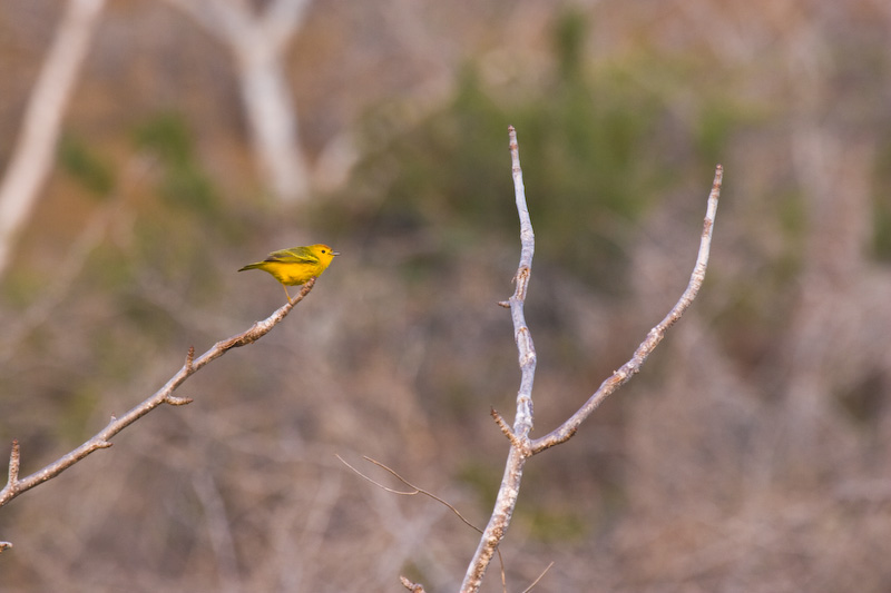 Yellow Warbler In Tree